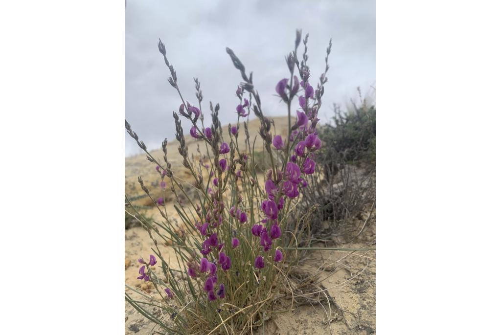 Gras astragalus