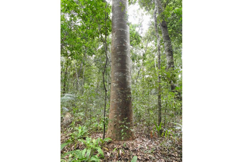 Queensland kauri