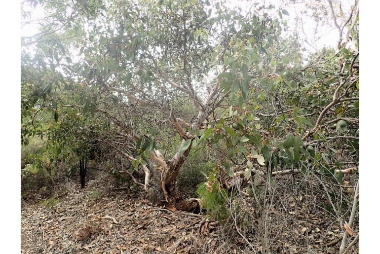 Eucalyptus cosmophylla -15895