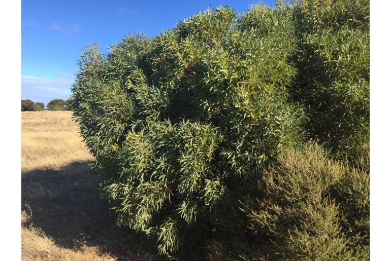 Eucalyptus diversifolia -15896