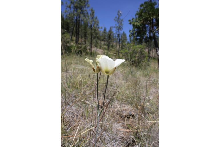 Calochortus howellii -15905