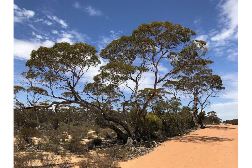 Noordelijke Koch's Eucalyptus