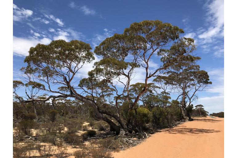 Eucalyptus kochii ssp borealis -15921