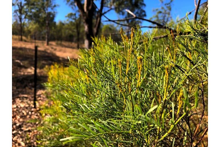 Acacia muelleriana -15924