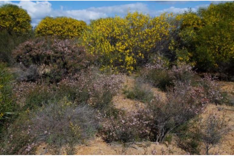 Acacia neurophylla -15925