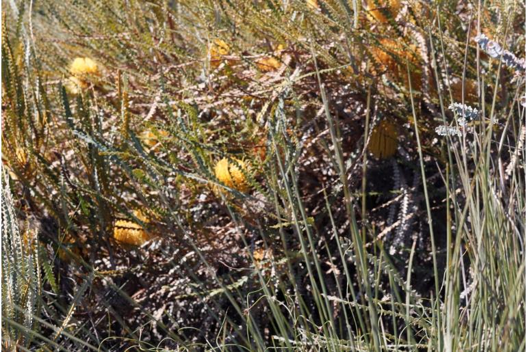 Banksia candolleana -15929