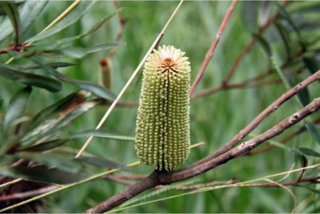 Glasshouse banksia