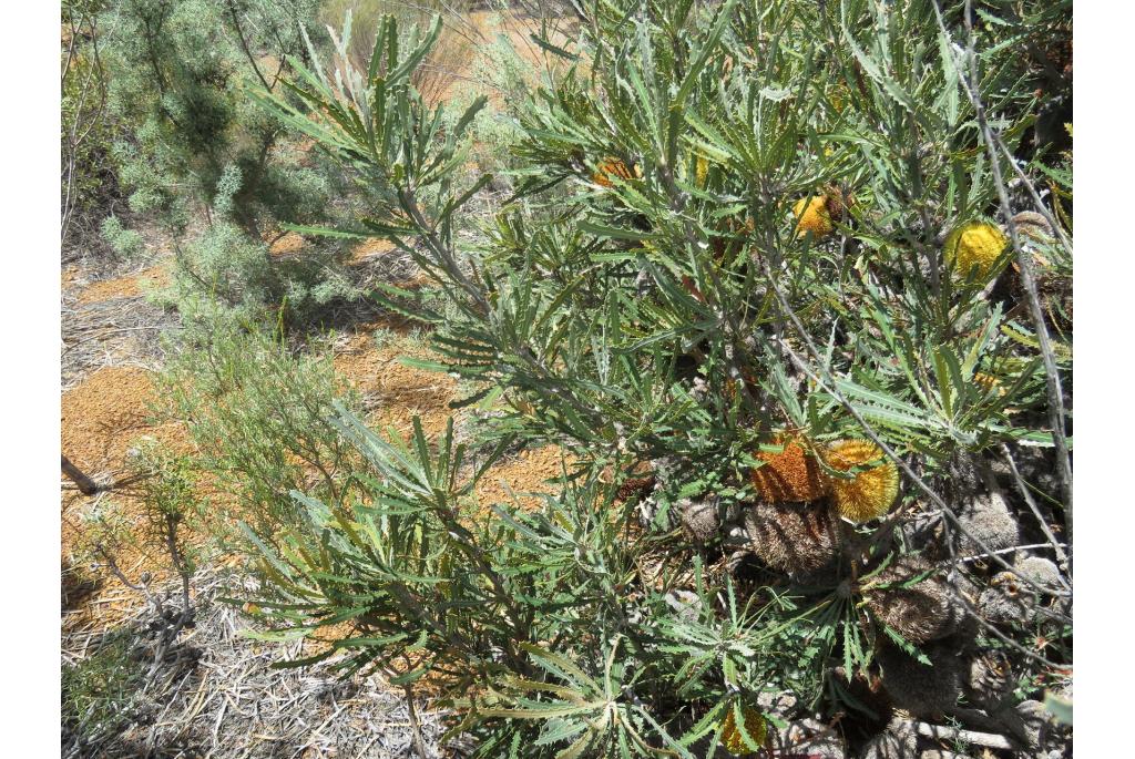 Gouden bal banksia