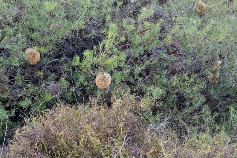 Banksia telmatiaea -15933