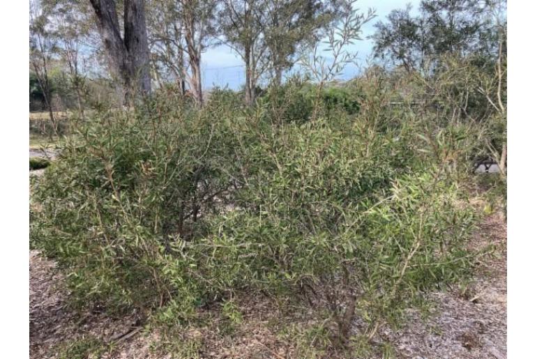 Melaleuca williamsii -15935