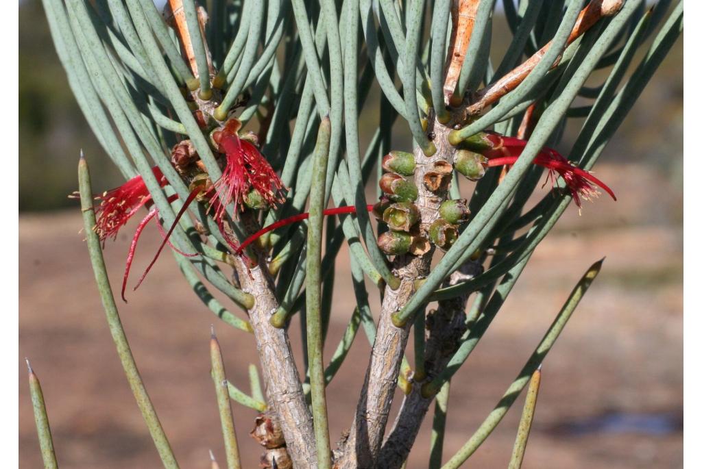 Tuberoos Melaleuca