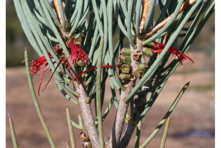 Melaleuca tuberosa -15941