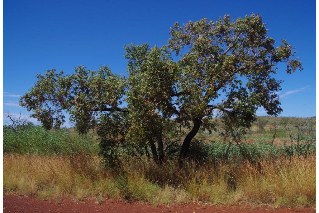 Woestijn eucalyptus