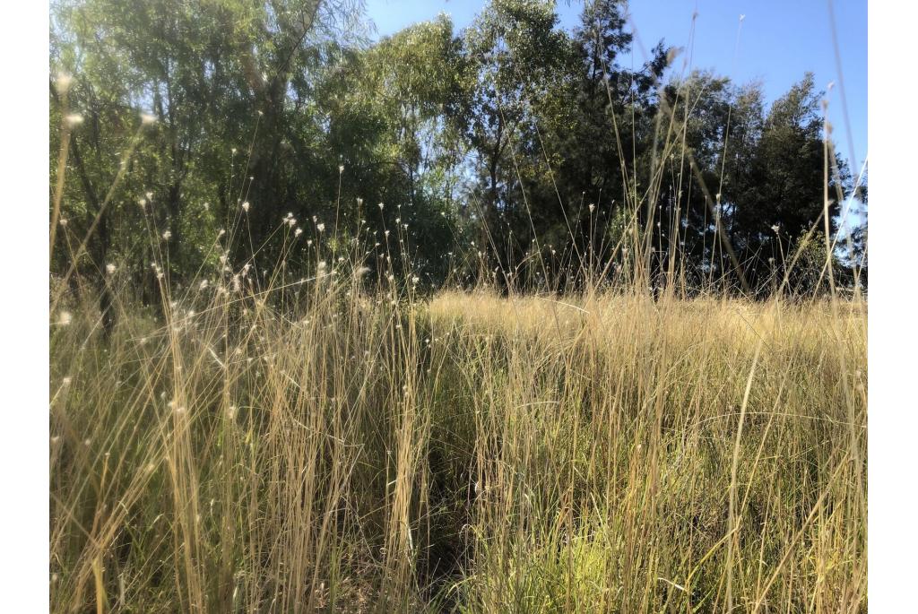 Queensland dicanthium