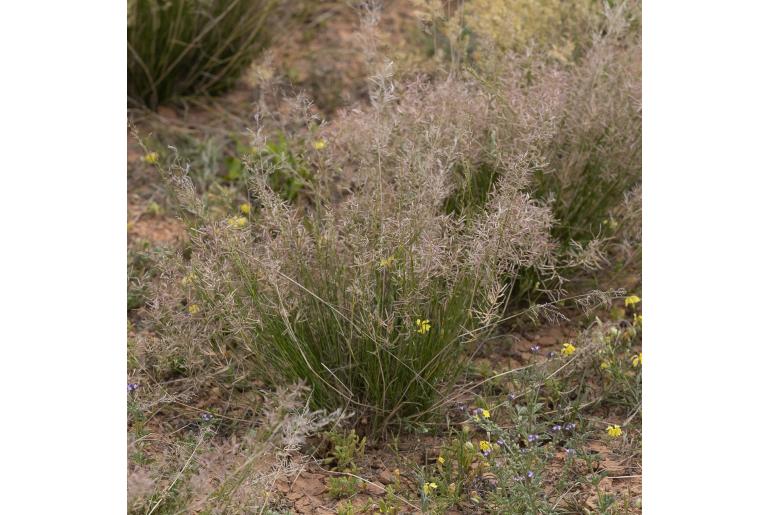 Eragrostis falcata -15959