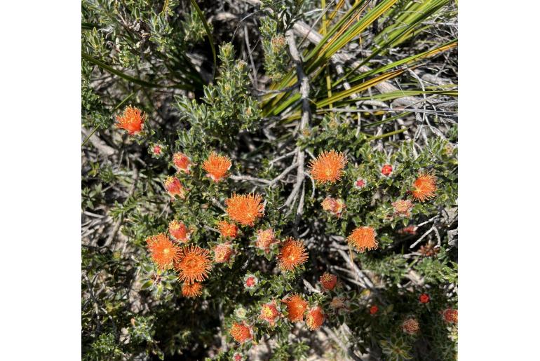 Melaleuca beaufortioides -15960