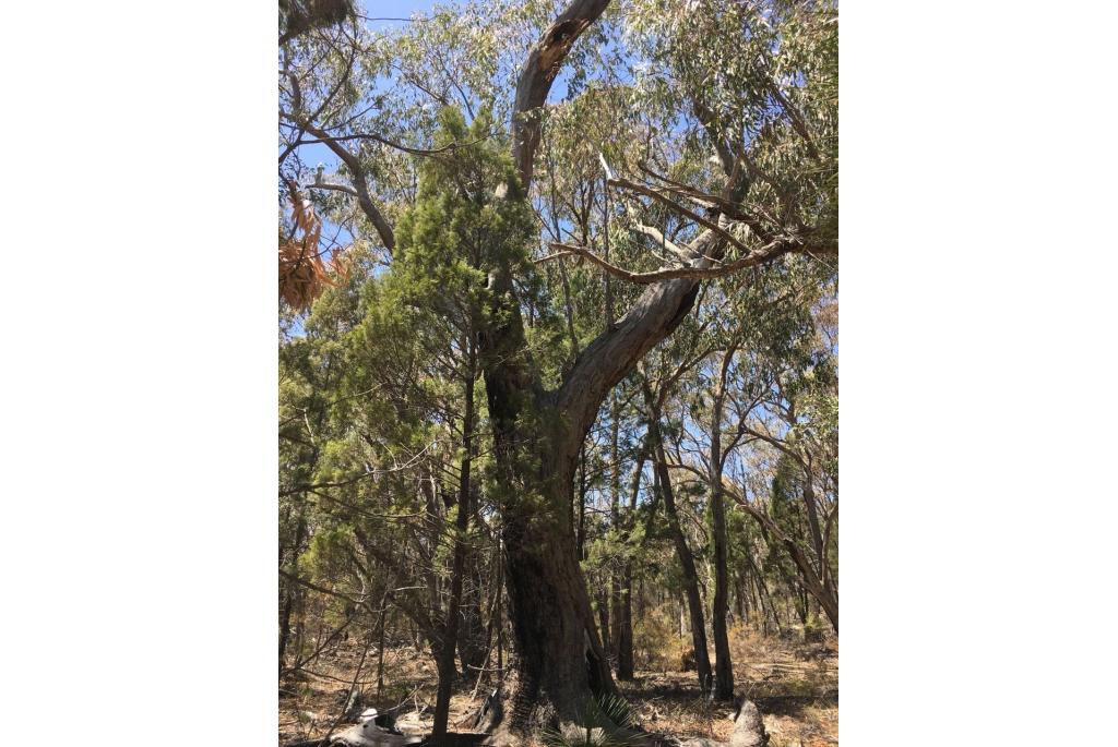 New England Eucalyptus