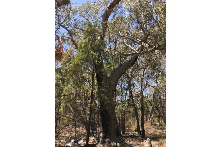 Eucalyptus andrewsii -15963