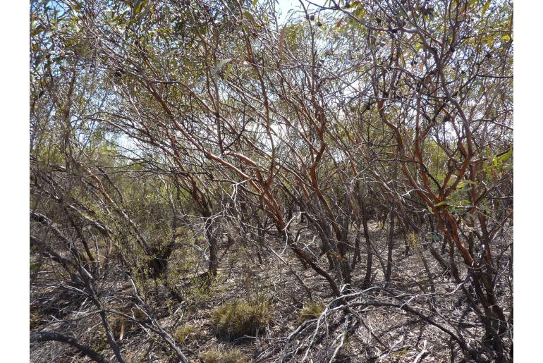 Eucalyptus aspratilis -15966