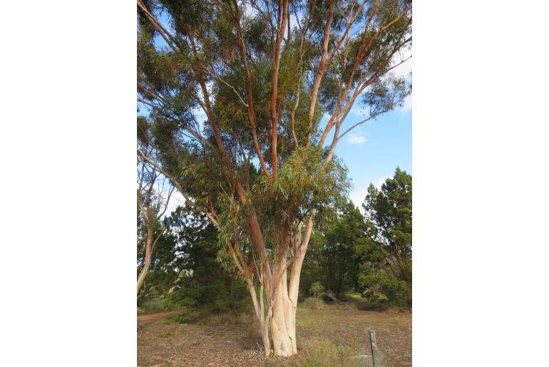 Eucalyptus brockwayi -15968