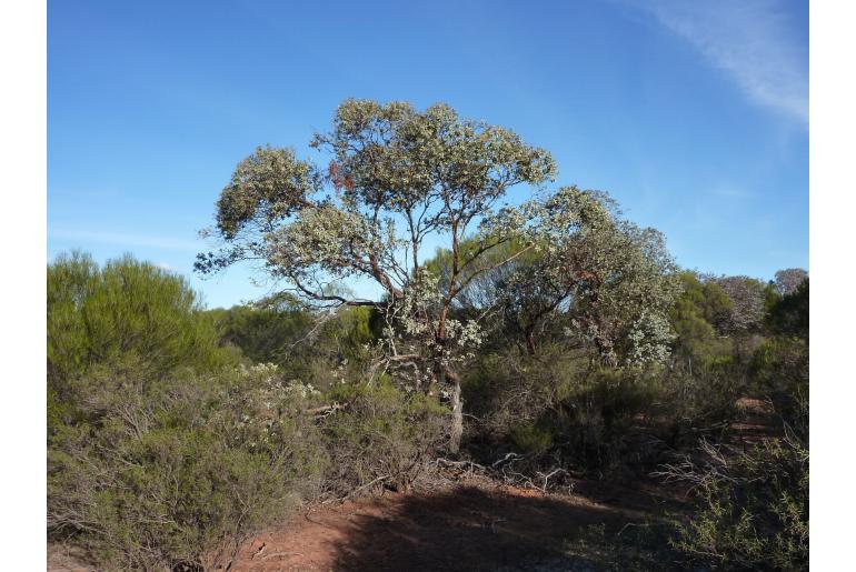 Eucalyptus x brachyphylla -15969