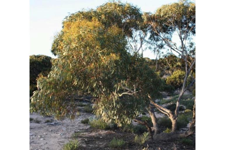 Eucalyptus brachycalyx -15971