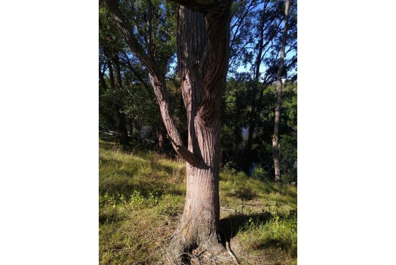 Eucalyptus carnea -15973