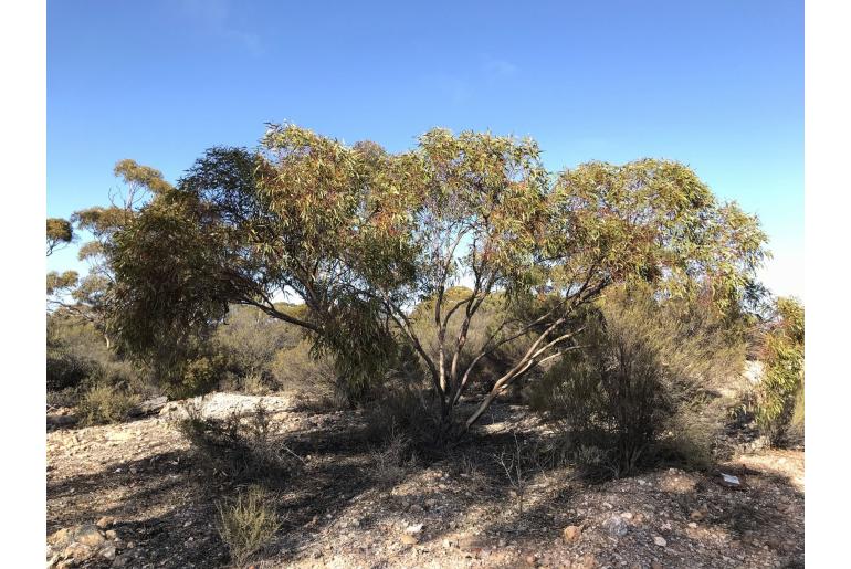 Eucalyptus virella -15975