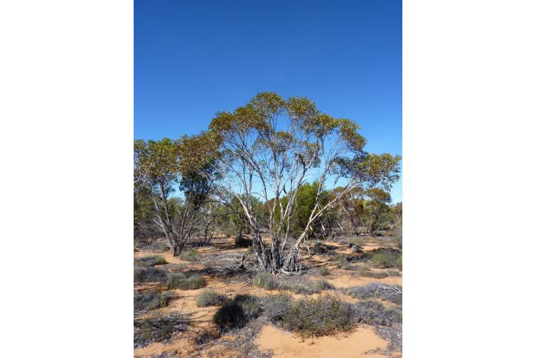 Eucalyptus ceratocorys -15976