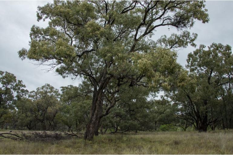 Eucalyptus conica -15979