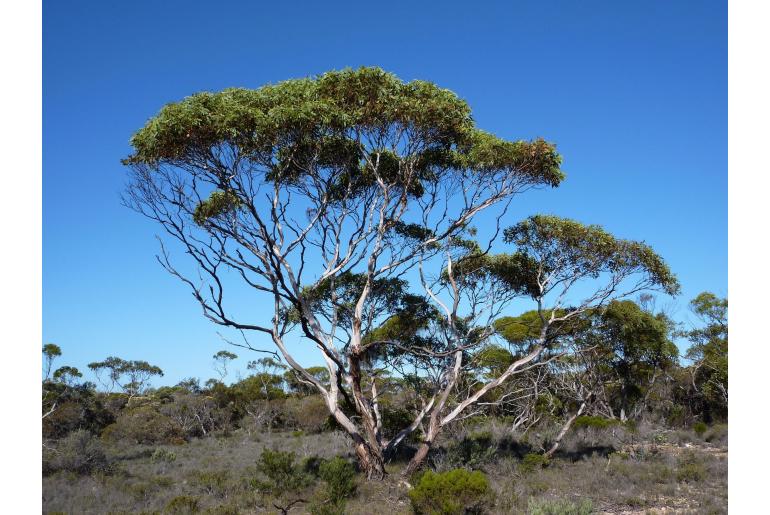 Eucalyptus cooperiana -15980