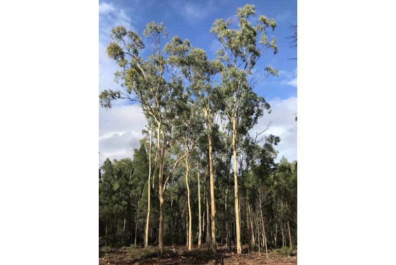 Eucalyptus dawsonii -15982