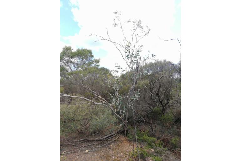 Eucalyptus desmondensis -15983