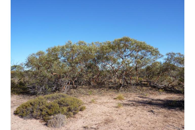 Eucalyptus diminuta -15984