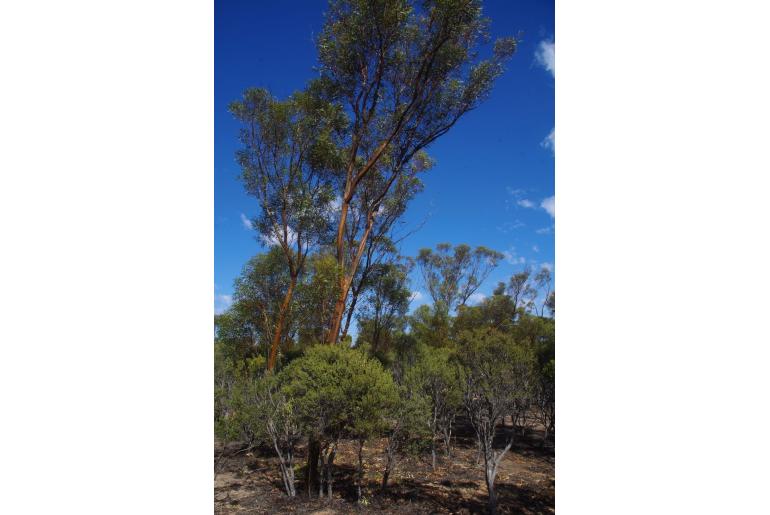 Eucalyptus diptera -15985