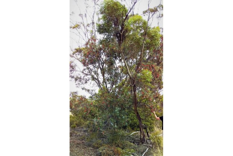 Eucalyptus dolichorhyncha -15986