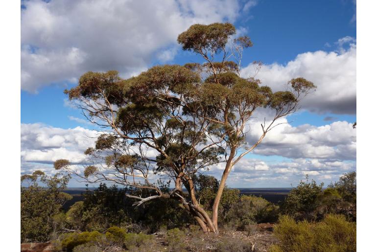 Eucalyptus ebbanoensis -15988