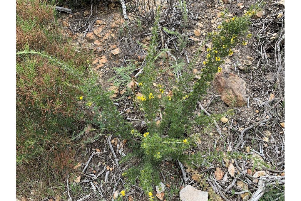 Borstelige pultenaea