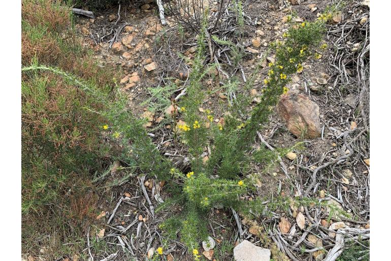 Pultenaea acerosa -15989