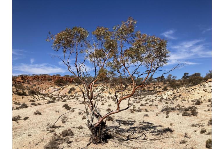 Eucalyptus effusa -15991