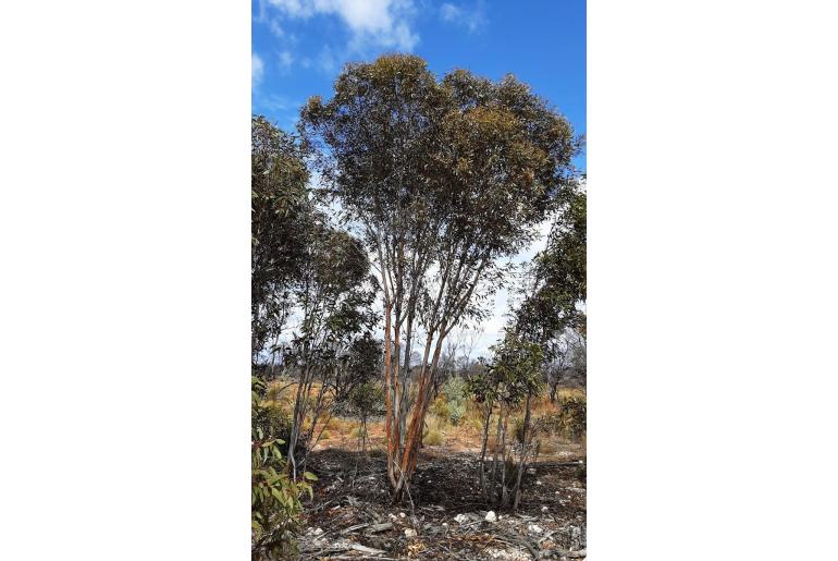 Eucalyptus eremophila -15992