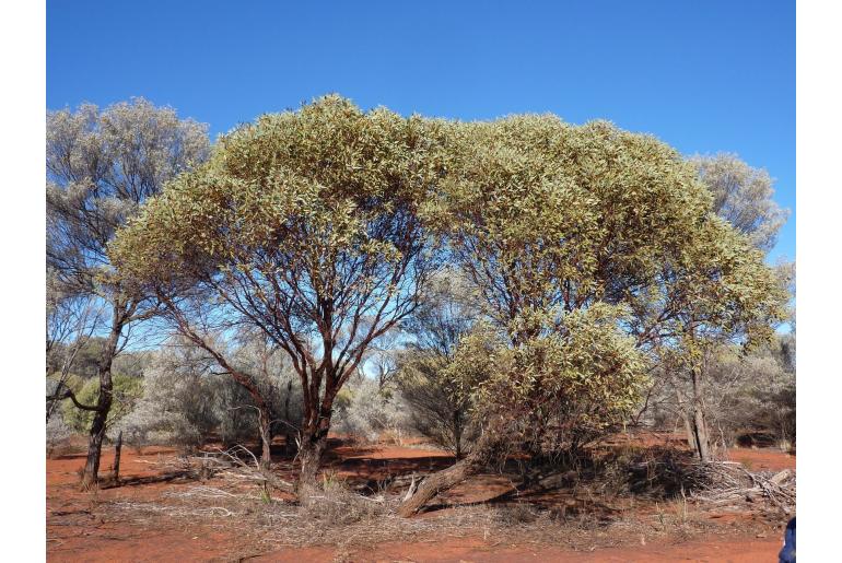 Eucalyptus ewartiana -15993