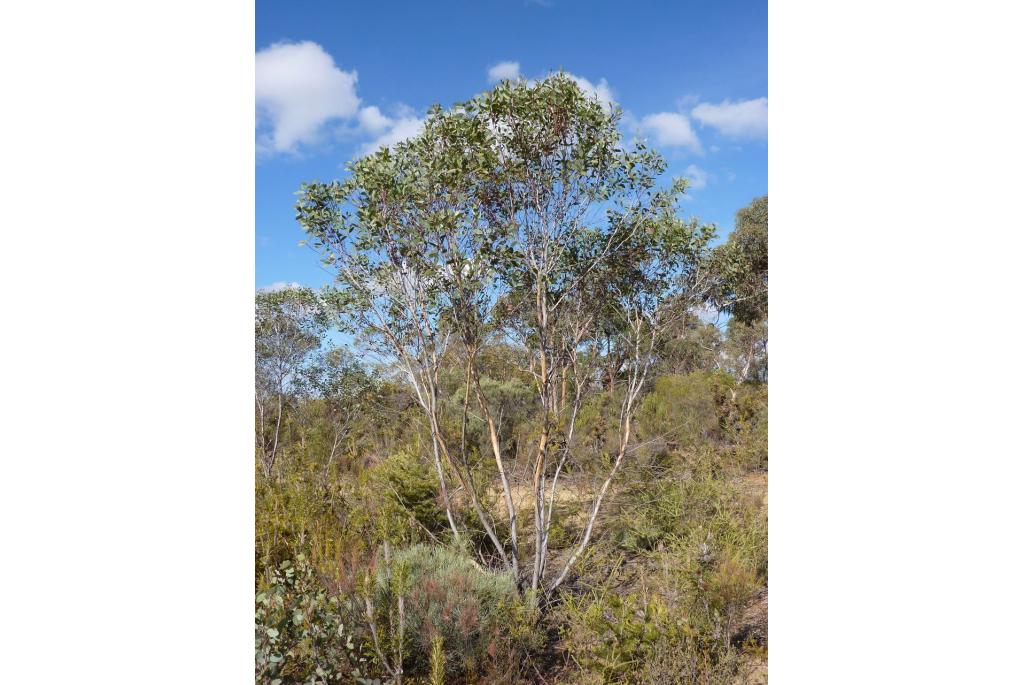 Boyagin Eucalyptus