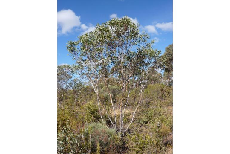 Eucalyptus exilis -15994