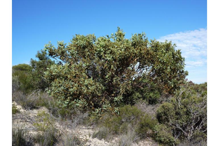 Eucalyptus extrica -15996