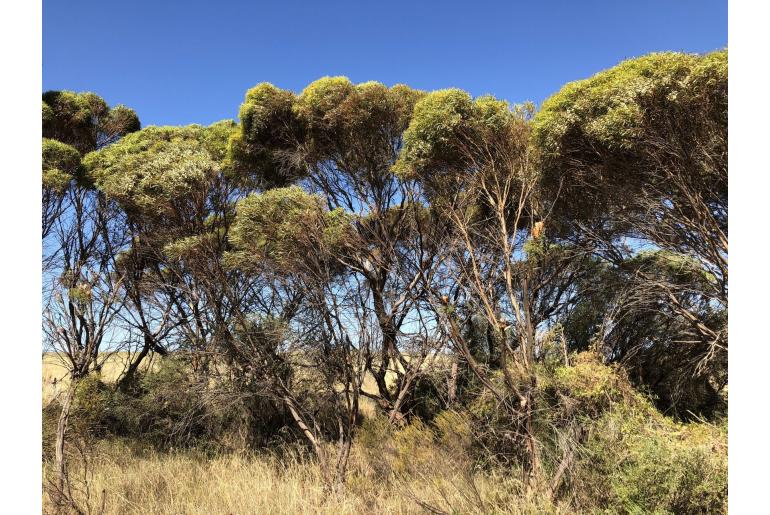 Eucalyptus foecunda -15999