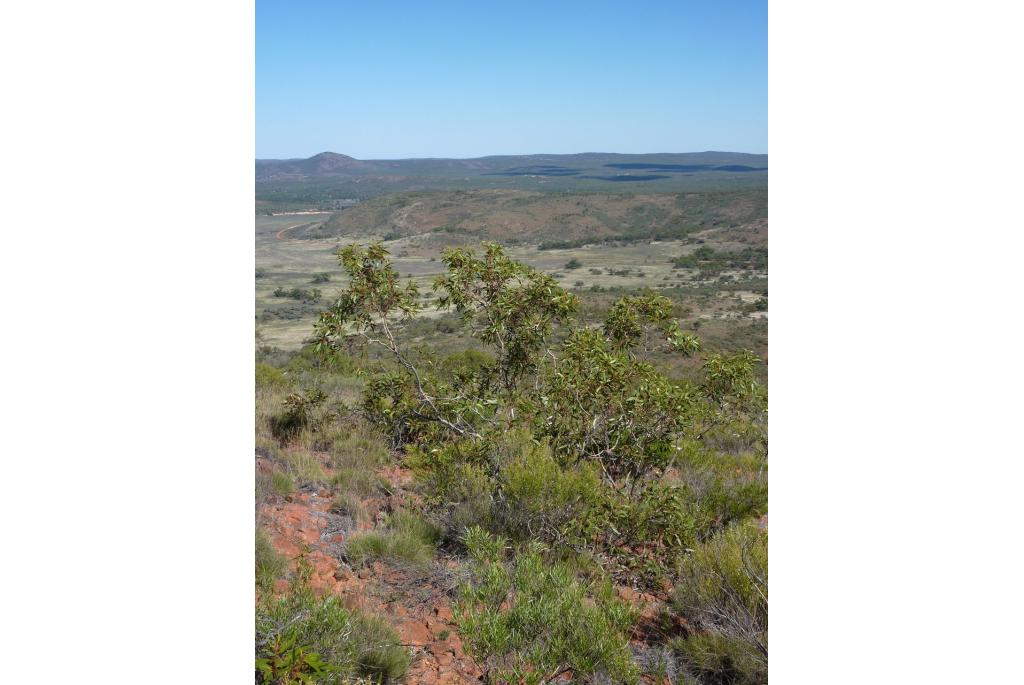 Roodbloem Eucalyptus