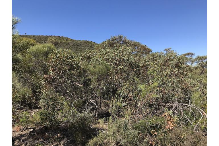 Eucalyptus gittinsii ssp illucida -16002