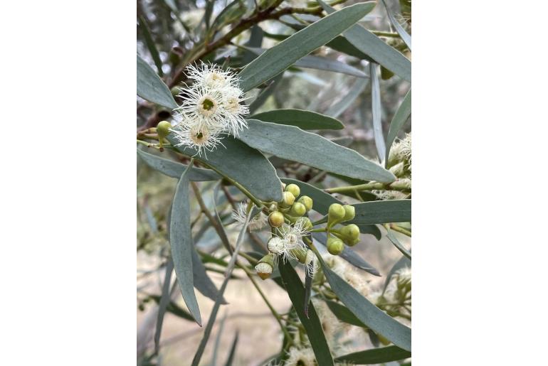 Eucalyptus halophila -16005