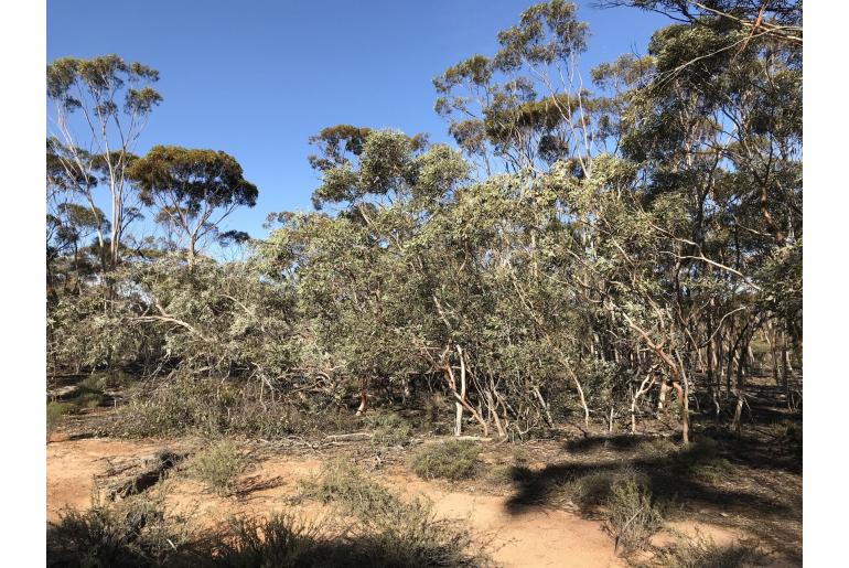 Eucalyptus incerata -16006